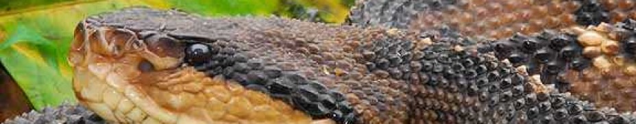 Bushmaster